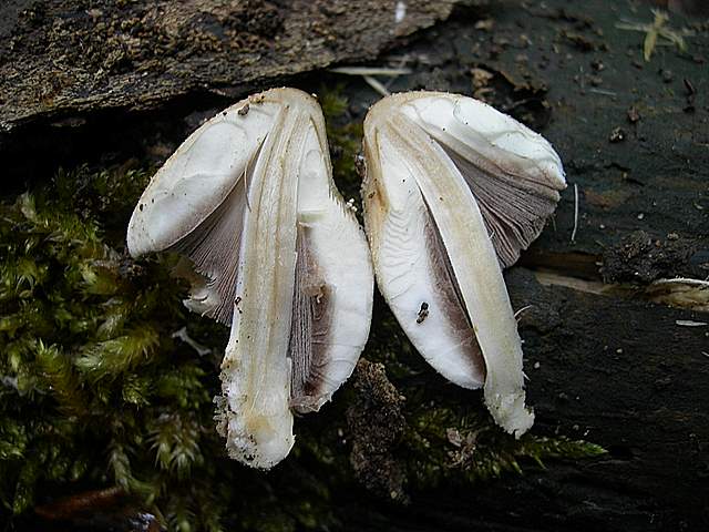 Caresta...penuria e tempi duri.....